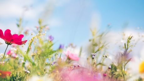 Connect-blog-spring-skin-reset